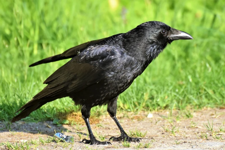 a black bird is standing on the ground, a portrait, pixabay, renaissance, long thick shiny black beak, full subject shown in photo, with his long black hair, highly realistic