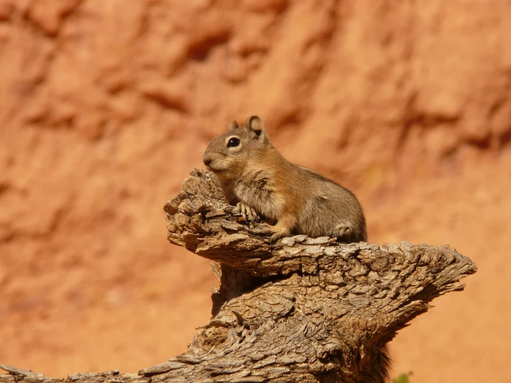 a squirrel sitting on top of a tree branch, a photo, in the dry rock desert, mouse photo, moab, closeup photo