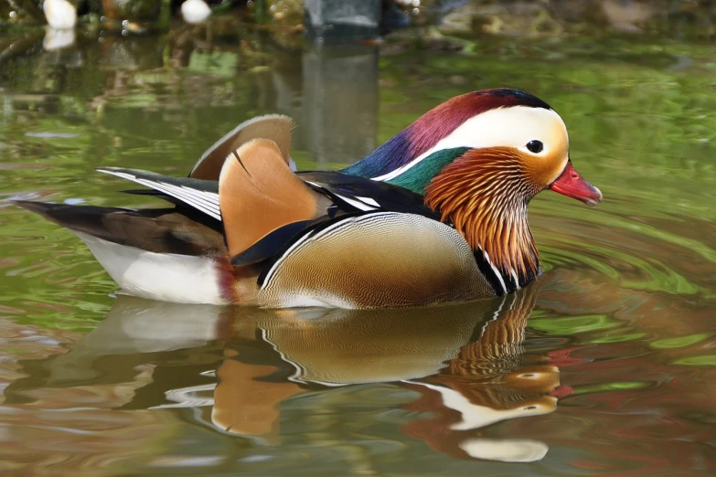 a duck floating on top of a body of water, by Jan Rustem, flickr, full of colors and rich detail, jin shan, donald duck in real life, spaghettification