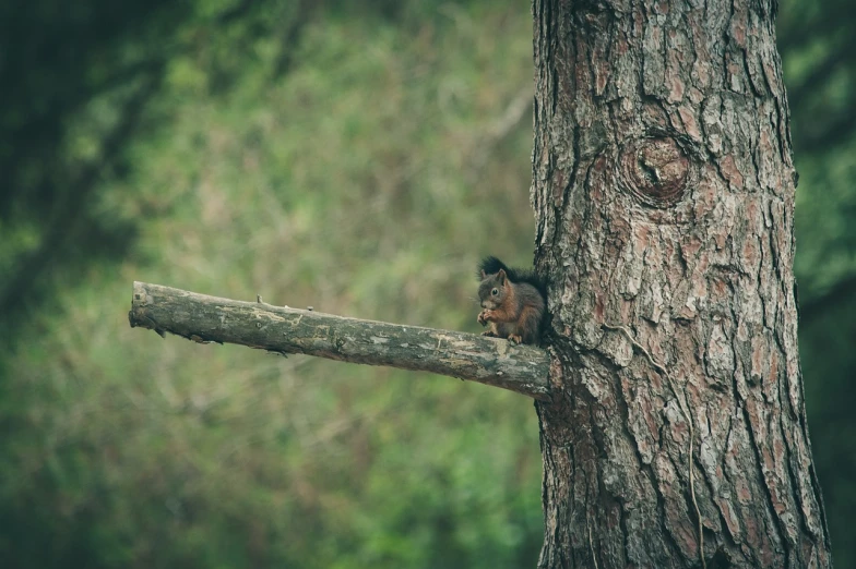 a squirrel sitting on top of a tree branch, a photo, macro 8mm photo, forgotten and lost in the forest, telephoto, cinematic photo