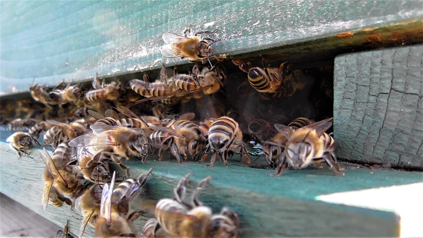 a bunch of bees that are on the side of a building, a photo, pixabay, happening, deep colour\'s, taken on a field view camera, panels, opening shot