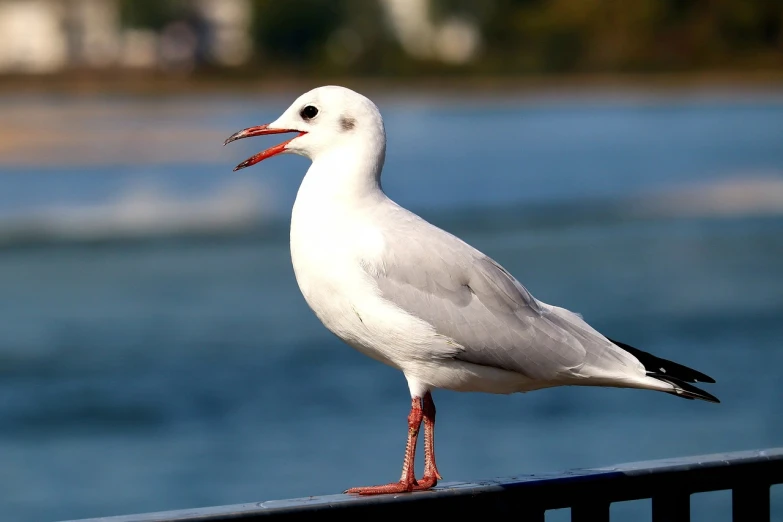 a seagull standing on a railing next to a body of water, a portrait, by Dave Allsop, shutterstock, singing, 33mm photo, beautiful animal pearl queen, stock photo