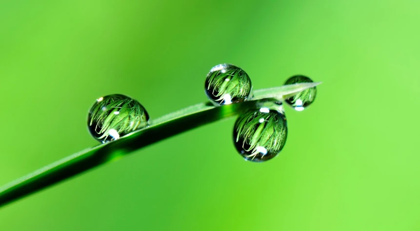 three drops of water sitting on top of a blade of grass, a macro photograph, by Jan Rustem, shutterstock, green technology, stems, highly detailed product photo