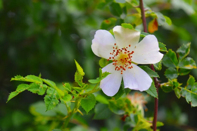 a close up of a white flower with green leaves, by Richard Carline, romanticism, rose-brambles, beautiful wallpaper, amber, folk