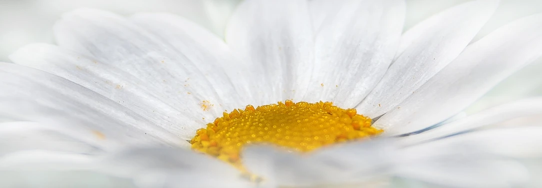 a close up of a white flower with a yellow center, a macro photograph, by David Simpson, heavily detailed, pollen, white and orange, medium closeup shot