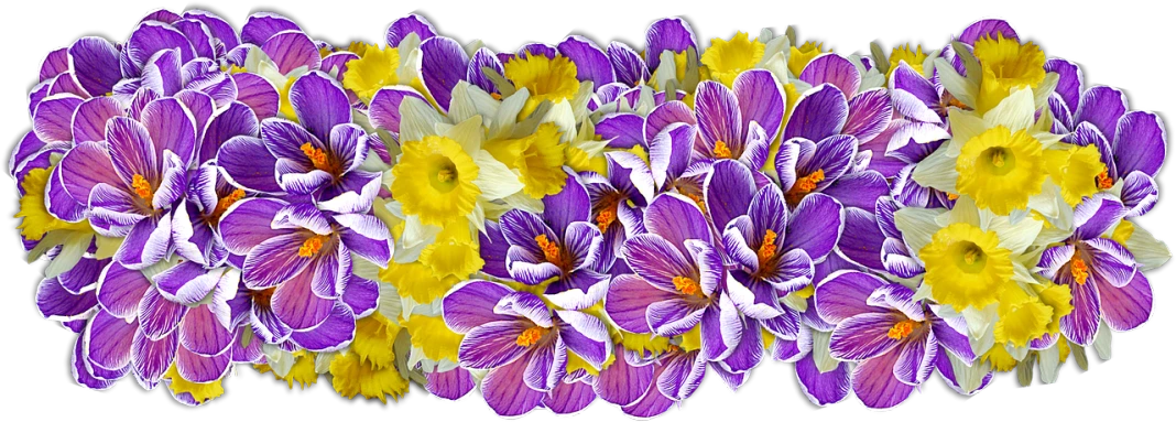 a group of purple and yellow flowers on a black background, a digital rendering, 🌸 🌼 💮, digitally enhanced, rorsach path traced, daffodils