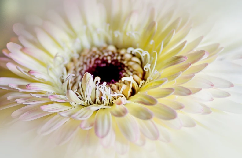 a close up view of a white flower, a macro photograph, art photography, pink and yellow, spiralling, intricate detailed photography, in pastel colors