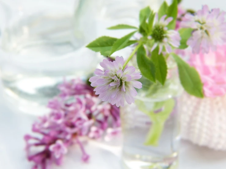 a close up of a vase with flowers in it, a picture, romanticism, verbena, clear photo, sake, shallow dof