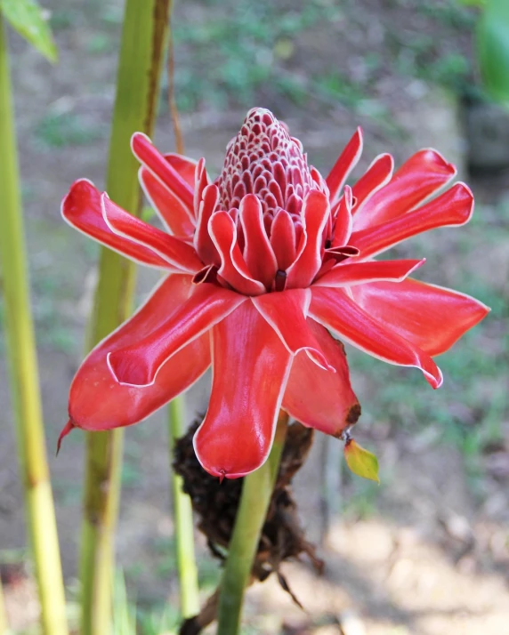 a close up of a red flower on a plant, by Gwen Barnard, large jungle flowers, with a whitish, often described as flame-like, early cuyler
