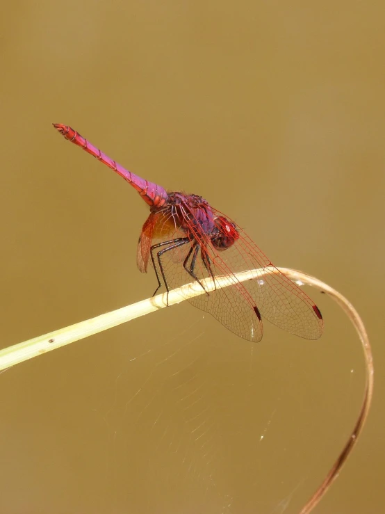 a red dragonfly sitting on top of a leaf, by Robert Brackman, hurufiyya, rich deep pink, hay, sitting at a pond, high res photo