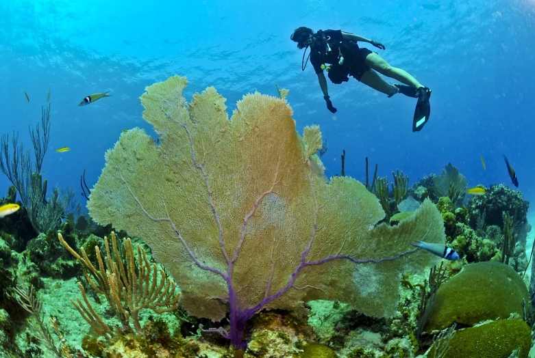 a scuba diver swims over a coral reef, by John Murdoch, flickr, cuba, afp, the photo shows a large, underwater plants