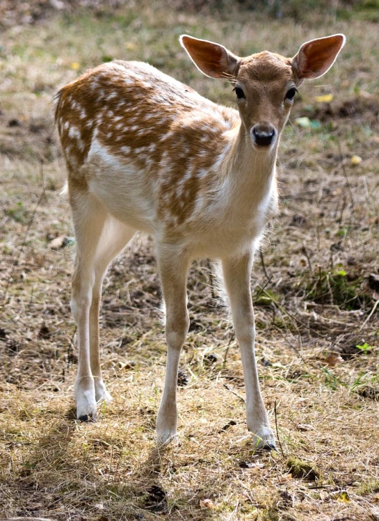 a young deer standing on top of a grass covered field, a portrait, by Dietmar Damerau, pixabay, white with chocolate brown spots, bangalore, albino, the second… like a calf