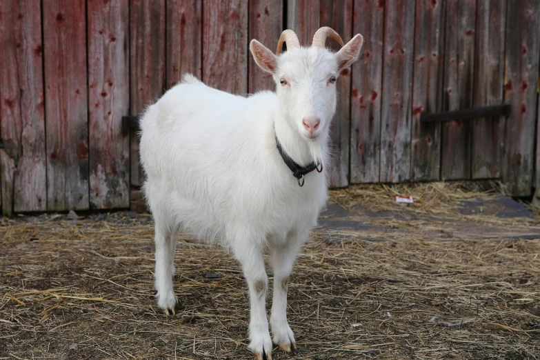 a white goat standing next to a wooden fence, a portrait, renaissance, half - length photo