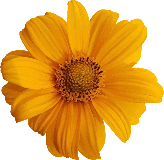 a close up of a yellow flower on a black background, highresolution, cosmos, computer - generated, helianthus flowers