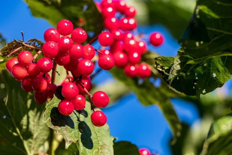 a close up of a bunch of berries on a tree, a portrait, shutterstock, bauhaus, high quality product image”