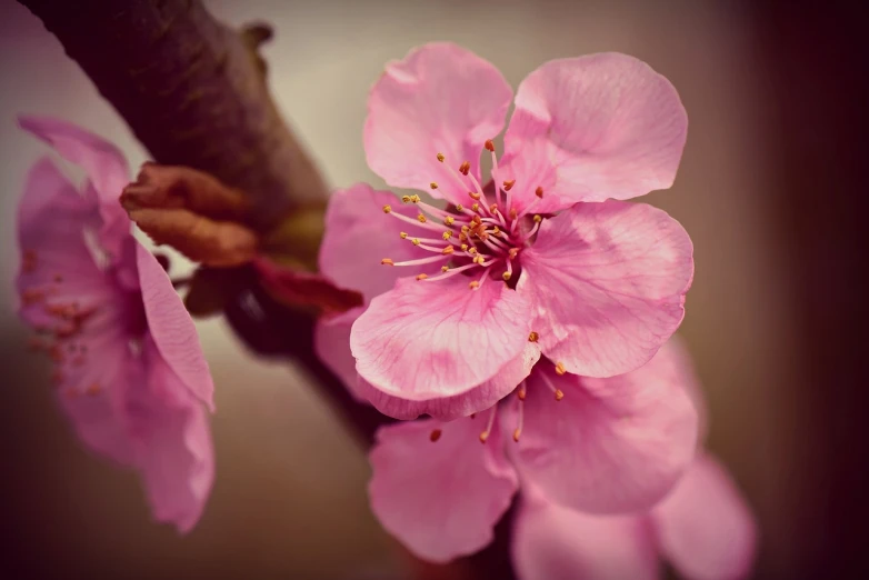 a close up of a pink flower on a tree, trending on pixabay, romanticism, there is one cherry, setting is bliss wallpaper, stylized photo, with intricate details