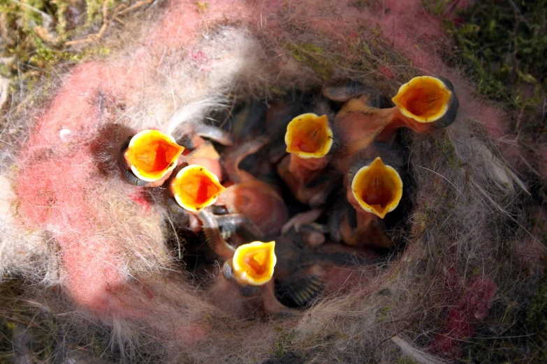 a group of baby birds sitting in a nest, by Jan Rustem, hurufiyya, camera looking down into the maw, angel's trumpet, bird poo on head, orange fluffy spines