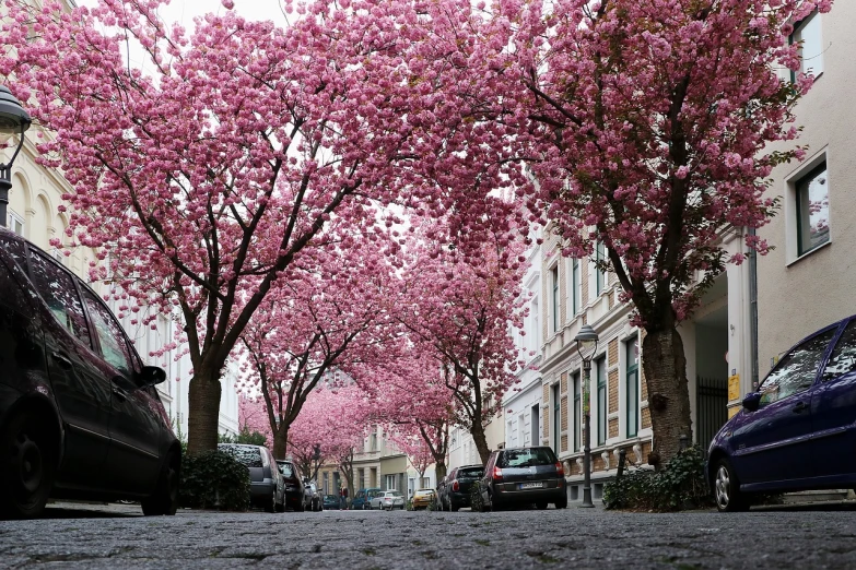 a couple of cars parked on the side of a road, by Niels Lergaard, happening, cherry-blossom-tree, streetscapes, city streetscape, magnolias