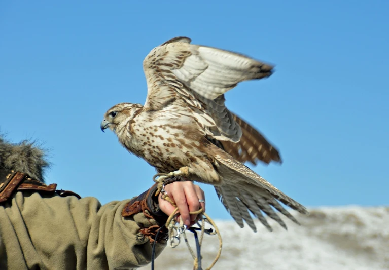 a close up of a person holding a bird of prey, by Istvan Banyai, hurufiyya, light wind, beautiful day, merlin, 2 0 1 0 photo