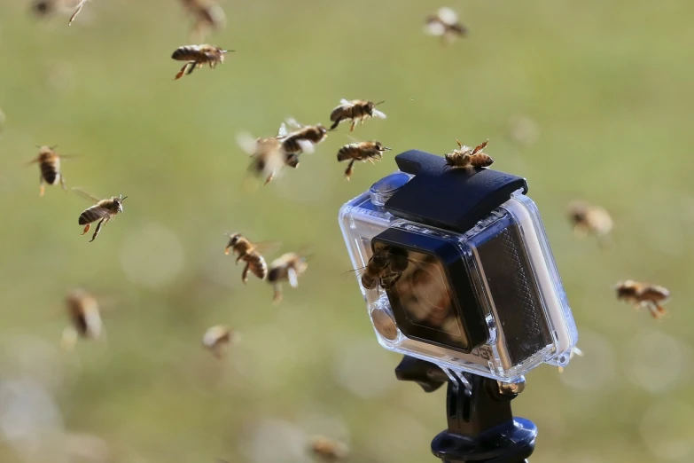 a close up of a camera on a tripod, by Jesper Knudsen, happening, small bees following the leader, photograph credit: ap, gopro photo, file photo