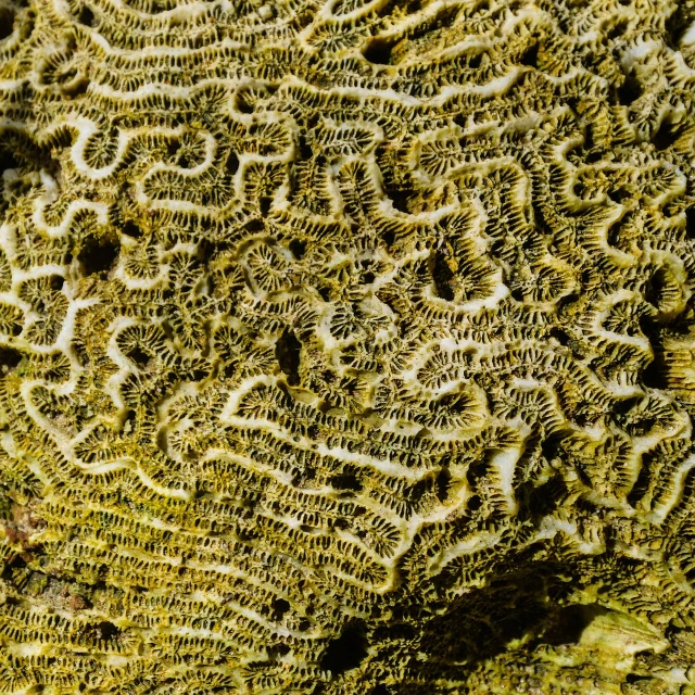 a close up view of a piece of coral, a microscopic photo, fotografia, travel, detailed sea, engraved texture