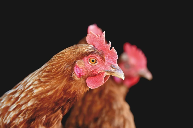 a couple of chickens standing next to each other, a portrait, by David Budd, shutterstock, with a black background, local conspirologist, catalog photo, closeup at the face