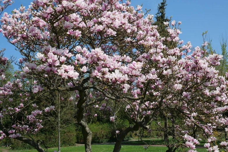 a large pink flowered tree in a park, by Erwin Bowien, flickr, magnolia goliath head ornaments, background is heavenly, gardening, high res photo