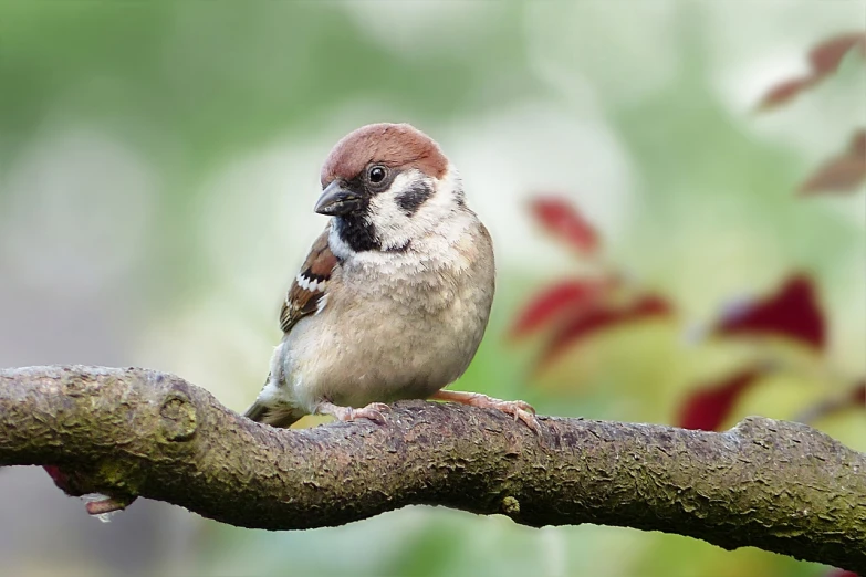 a small bird sitting on top of a tree branch, a photo, by Jan Kupecký, shutterstock, baroque, soft round face, hyperrealistic sparrows, high res photo, istock