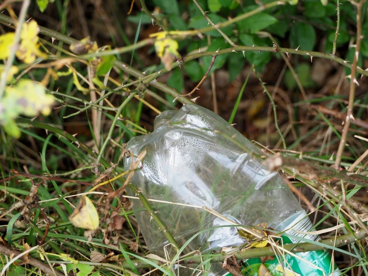 a plastic bottle that is sitting in the grass, by Richard Carline, plasticien, img_975.raw, glass jar, delete, 2029