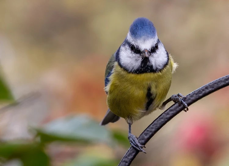 a small blue and yellow bird sitting on a branch, shutterstock, bauhaus, looking at camera!!!, ultra detailed photo, very detailed!, high-quality photo