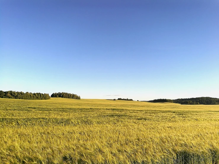 a field of grass with trees in the background, a picture, by Thomas Häfner, vast wheat fields, blue - yellow sky, northern finland, close establishing shot