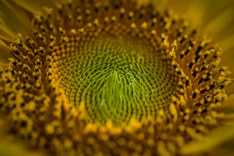 a close up of the center of a sunflower, by Andrew Domachowski, infinite intricacy, depth of field 1 0 0 mm, curvilinear, rich geometry
