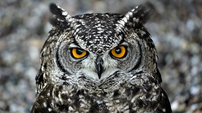 a close up of an owl with yellow eyes, by Edward Corbett, pixabay, photorealism, natural grizzled skin, serious business, shot on nikon d 3 2 0 0, owl helmet