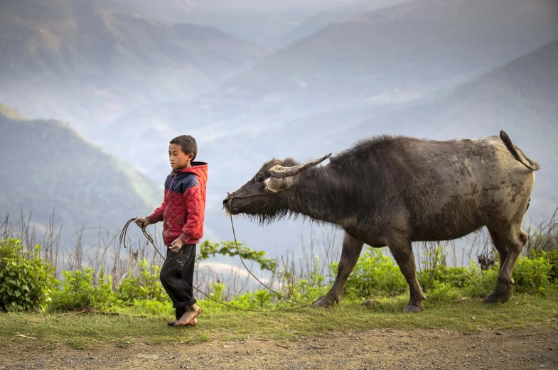 a young boy standing next to a water buffalo, a picture, by Samuel Scott, pexels contest winner, time to climb the mountain path, dzung phung dinh, at full stride, :: morning