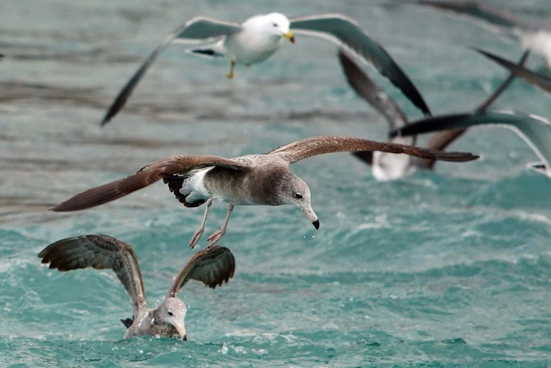 a flock of seagulls flying over a body of water, a picture, by Peter Churcher, afp, new zeeland, seals, mid - action