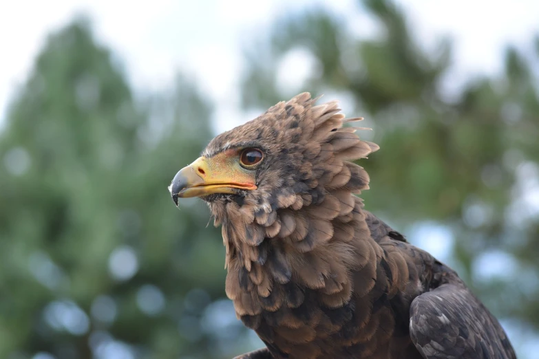 a close up of a bird of prey with trees in the background, a portrait, hurufiyya, extremely realistic photo, mohawk, high details photo