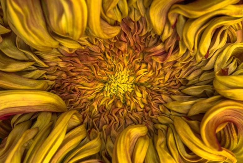 a close up of a large yellow flower, a macro photograph, inspired by Vincent Di Fate, precisionism, 4k highly detailed digital art, intricate detail realism hdr, flowing tendrils, sunflowers