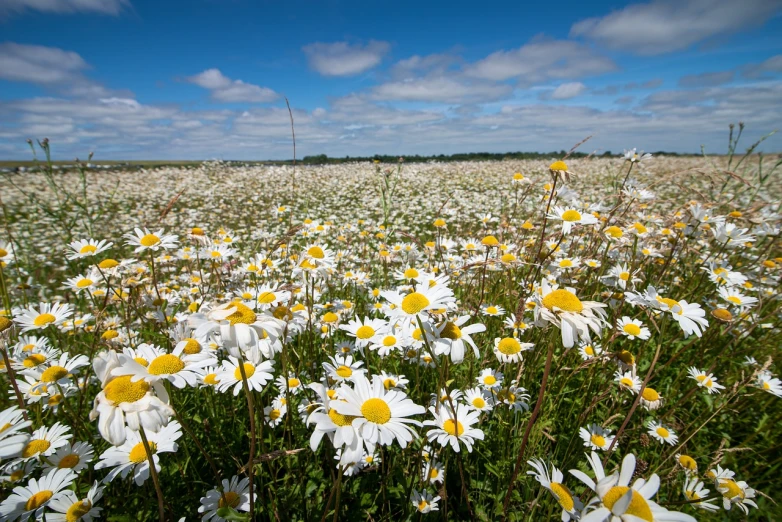 a field full of white and yellow flowers, by Dietmar Damerau, shutterstock, england, daysies, big sky, stock photo