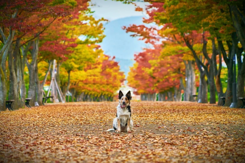a dog that is sitting down in the leaves, a picture, by Tadashi Nakayama, shutterstock contest winner, fine art, scenic colorful environment, symmetry!! portrait of hades, lunging at camera :4, wallpaper - 1 0 2 4
