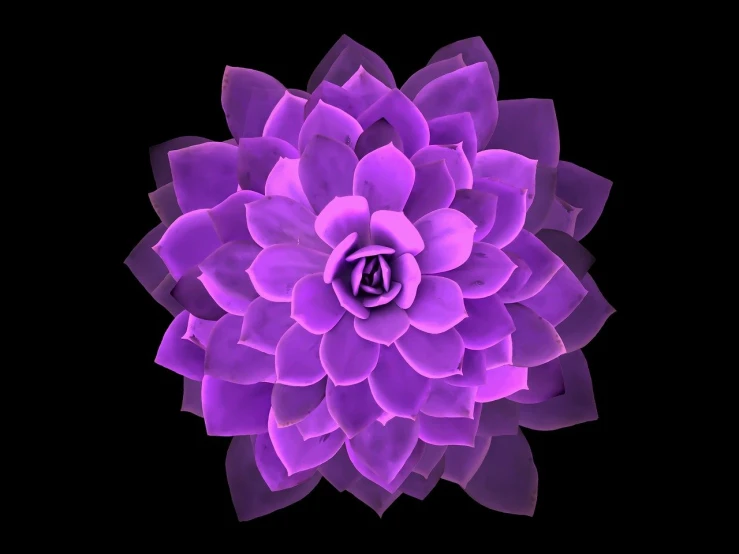 a close up of a purple flower on a black background, a digital painting, art deco, 3 d render of jerma 9 8 5, seven pointed pink star, vectorial art, bioluminescent plants