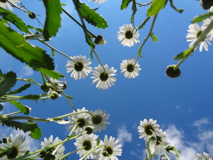 a bunch of white flowers sitting on top of a lush green field, by Susan Heidi, flickr, hurufiyya, worm's eye view from floor, ice sunflowers, summer clear blue sky, with branches! reaching the sky