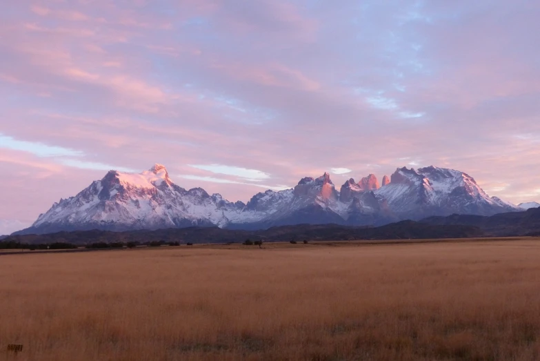 a herd of cattle standing on top of a dry grass field, by Dietmar Damerau, flickr, sun rises between two mountains, patagonian, at gentle dawn pink light, snowy peaks