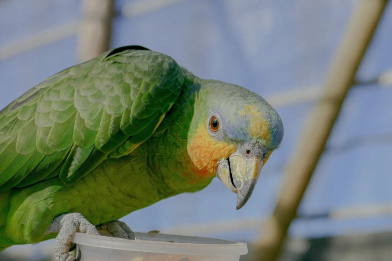 a parrot sitting on top of a plastic container, by Jakob Gauermann, flickr, green head, peruvian looking, warm coloured, graceful face