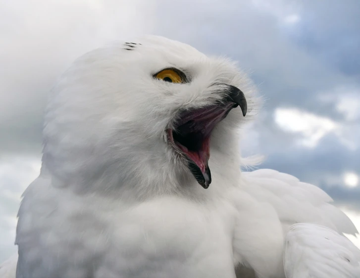 a close up of a snowy owl with its mouth open, by Ejnar Nielsen, hurufiyya, high winds, horrified, album, maxim sukharev