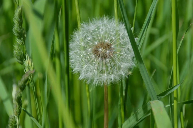 a close up of a dandelion in a field of grass, precisionism, closeup photo
