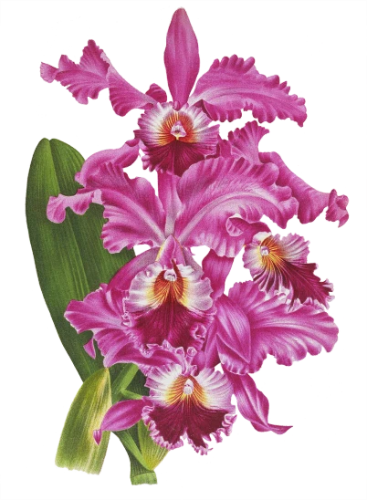 a painting of pink flowers on a black background, sgi iris graphics, metal orchid flower, 1 / 4 portrait, long