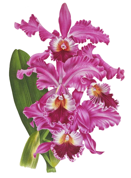 a painting of pink flowers on a black background, sgi iris graphics, metal orchid flower, 1 / 4 portrait, long