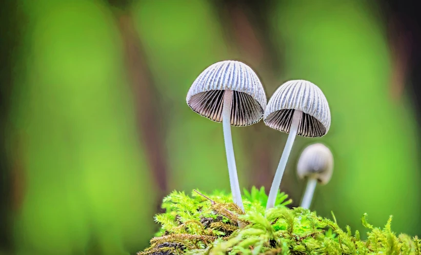 a group of mushrooms sitting on top of a lush green forest, a macro photograph, by Dietmar Damerau, shutterstock, minimalism, mycena acicula, adult pair of twins, just after rain, super detailed picture