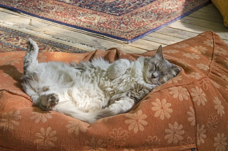 a cat that is laying down on a pillow, by Dietmar Damerau, shutterstock, arabesque, in his hobbit home, turkey, sloppy, slightly sunny