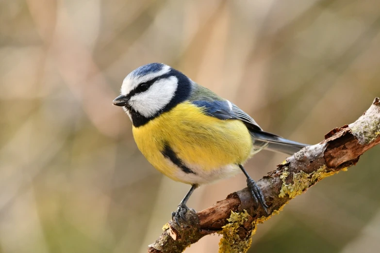 a small bird sitting on top of a tree branch, a portrait, pixabay, bauhaus, in blue and yellow clothes, perched on a mossy branch, walking, 🦩🪐🐞👩🏻🦳